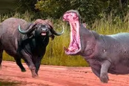 مستند حیات وحش؛ اسب آبی درسی به بوفالو داد تا عمر داره پا تو قلمروش نزاره