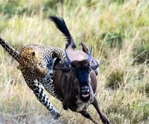 مستند حیات وحش؛ پلنگ انقدر دنبال کل یالدار دویید تا از نفس افتاد شرحه اش کرد