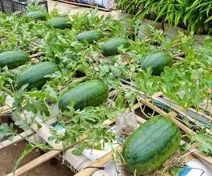 کشاورزی نوین؛ جای باغچه تو گونی هندوانه کاشته قرمز و شیرین شده شاهکار