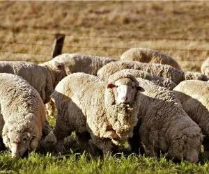 قیمت دام زنده امروز 9 مهر 1404 + جدول