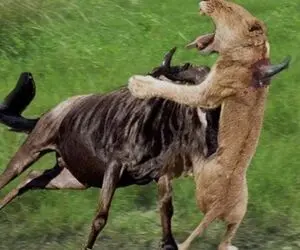 مستند حیات وحش؛ کل یالدار شاخشو از حلقوم شیر رد میکنه