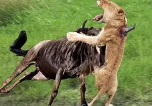 مستند حیات وحش؛ کل یالدار شاخشو از حلقوم شیر رد میکنه