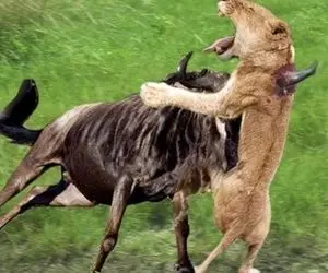 مستند حیات وحش؛ کل یالدار شاخشو از حلقوم شیر رد میکنه