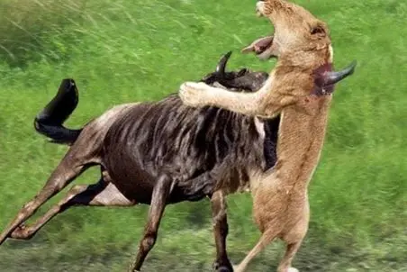 مستند حیات وحش؛ کل یالدار شاخشو از حلقوم شیر رد میکنه