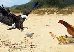 مستند حیات وحش؛ عقاب در تله نوک های مرغ مادر گیر می افتد