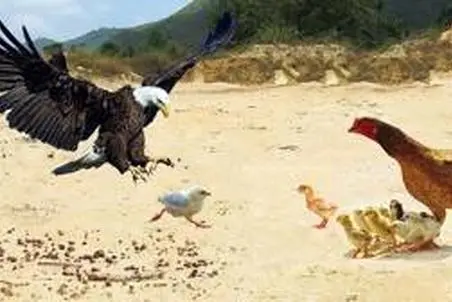مستند حیات وحش؛ عقاب در تله نوک های مرغ مادر گیر می افتد