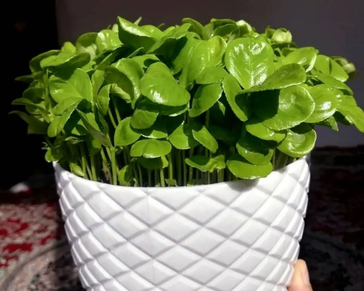 کاشت سبزه هسته پرتقال