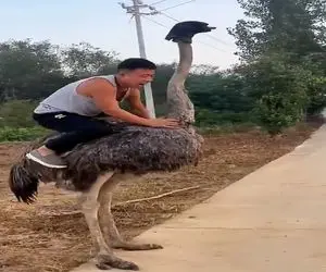 دامداری نوین؛ یارو دیوونس سوار شترمرغ شد هندل زد شترمرغ دراز عین موتور گازشو گرفت