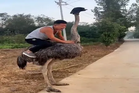 دامداری نوین؛ یارو دیوونس سوار شترمرغ شد هندل زد شترمرغ دراز عین موتور گازشو گرفت