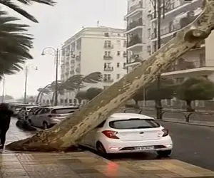 معماری طبیعت؛ درخت ماشین رو خورشتی خرد کرد