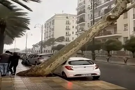 معماری طبیعت؛ درخت ماشین رو خورشتی خرد کرد