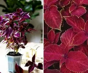 شرایط نگهداری از گیاه حسن یوسف / رازهای رشد زیاد و شادابی گیاه جذاب با برگهای رنگی