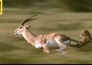 مستند حیات وحش؛ یوزپلنگ با ۱۲۰ تا میزنه به زندگی ایمپالا