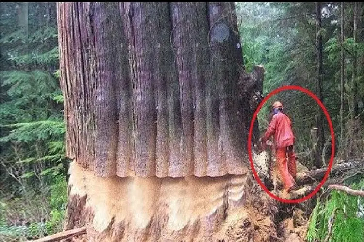 جا به جایی جانکاه؛ یارو با یه اره نیم مثقالی درختی که اندازه کل جدش سن داشت انداخت