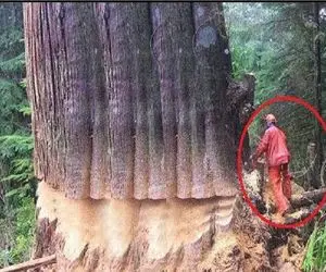 جا به جایی جانکاه؛ یارو با یه اره نیم مثقالی درختی که اندازه کل جدش سن داشت انداخت