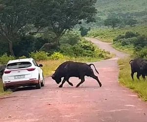 از جذابیت های حیات وحش؛ حمله بوفالوی سرکش به ماشین گردشگرا نزدیک بود چپه شه