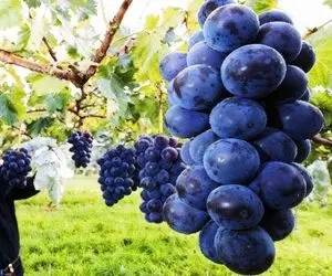کشاورزی نوین؛ تو ژاپن انگور کاشتن هر دونش اندازه گردو شده خیلیم براق و صیقلیه