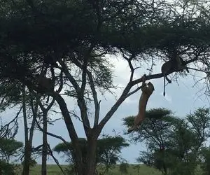 بدایع حیات؛ شیر سفاک برای شکار بابون از درخت رفت بالا ولی خوراک ببر بدسگال شد