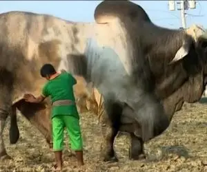 حیوانات غول جثه؛ بزرگ ترین و سنگین ترین گاو نر دنیا که 1950 کیلوگرم وزن داره