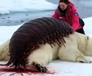 حقایق مخوف؛ غول پیکرترین زالو جهان افتاده جون خرس قطبی خونشو مکید با فرز هم بریده نشد