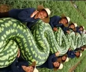 کشاورزی نوین؛ هندونه 200 کیلویی مارپیچی پرورش دادن 50 نفر صف کشیدن برا بلند کردنش