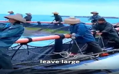 مستند کاوش؛ یه قسمت دریا رو قرق کردن یه عالمه غذا ریختن ماهیا گول میخورن گیر میرفتن