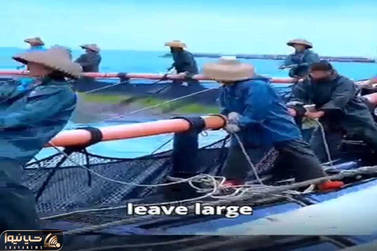 مستند کاوش؛ یه قسمت دریا رو قرق کردن یه عالمه غذا ریختن ماهیا گول میخورن گیر میرفتن