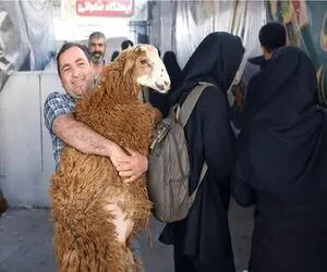 قیمت دام زنده امروز ۵ خرداد ۱۴۰۵ + جدول