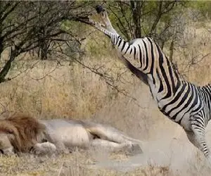 مستند حیات وحش؛ خر راه راه دست سلطان رو گذاشت تو پوست گردو