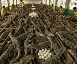 فرآوری کومودو؛ چشم بادومی ها سر کومودو میزنن کومودو پلو بار کنن پوستشم بره بازار