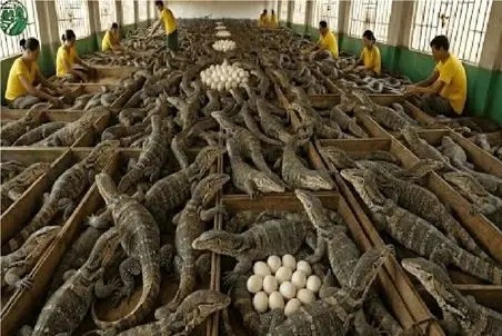 فرآوری کومودو؛ چشم بادومی ها سر کومودو میزنن کومودو پلو بار کنن پوستشم بره بازار