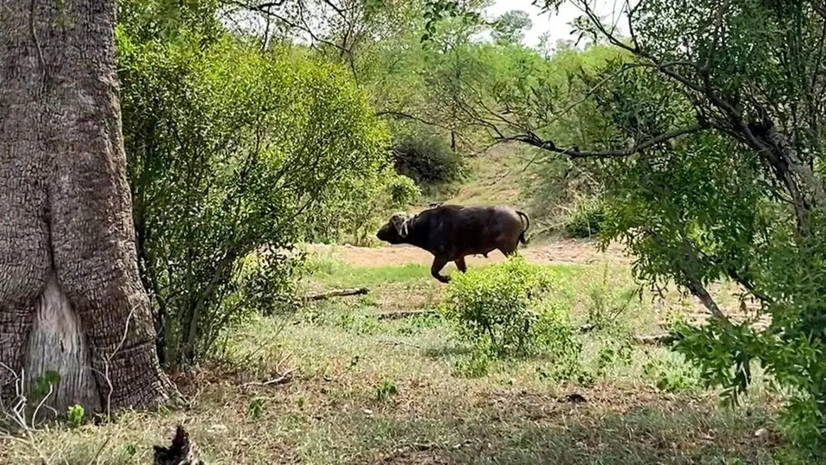 Clever-Lioness-Outsmarts-A-Buffalo-2-1024x576-ezgif.com-webp-to-jpg-converter