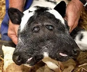 تولد یک گوساله دو سر توجه همه را به خود جلب کرد!