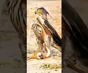 از جذابیت‌های حیات وحش؛ شاهین اومد مارو شکار کنه ولی چشمای خودش از حدقه میزنه بیرون