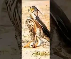 از جذابیت‌های حیات وحش؛ شاهین اومد مارو شکار کنه ولی چشمای خودش از حدقه میزنه بیرون