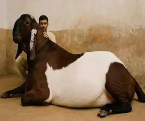 بزهای باورنکردنی؛ بز پرورش دادن هم قد اسب هم وزن گاو قیمتش از آپارتمان دبی گرون‌تر