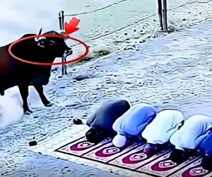 معماری طبیعت؛ گاو افسار پاره کرده نزدیک جماعت نمازخون که شد به احترامشون ترمزشو کشید