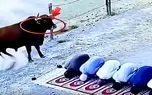 معماری طبیعت؛ گاو افسار پاره کرده نزدیک جماعت نمازخون که شد به احترامشون ترمزشو کشید