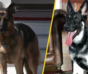 سگ های تازه کاخ سفید؛ چامپ و میجر را بشناسید