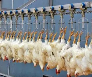 کارخانه حیوانات؛ تولید میلیون‌ها مرغ ارگانیک مرغداری‌های ایالات متحده سالانه  