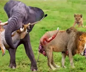 مستند حیات وحش؛ نبرد تکان دهنده فیل و شیر وقتی رو به روی هم قرار میگیرند