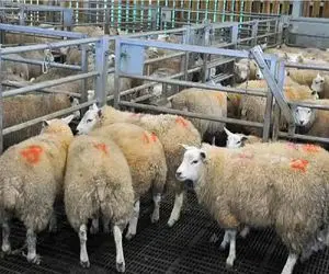 قیمت دام زنده امروز ۲۰ آبان 1404 + جدول