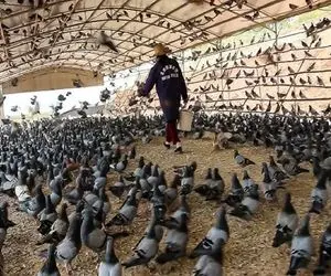 کارخانه حیوانات؛ کفترا رو دست آموز میکنن تو مسابقه سرعت برنده و بعدش سلاخی شن