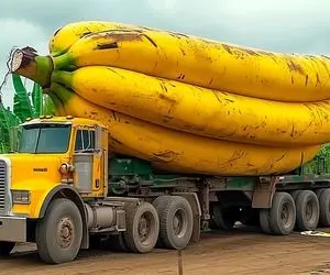 کشاورزی نوین؛ بذر موز رو جهش دادن یه چی عمل آووردن بارشو تریلی نمیتونه بکشه