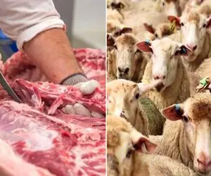 (جدول) قیمت دام زنده امروز ۱۶ مهر ۱۴۰۳/ نرخ عجیب گوسفند زنده در تهران!