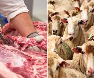 (جدول) قیمت دام زنده امروز ۱۶ مهر ۱۴۰۳/ نرخ عجیب گوسفند زنده در تهران!