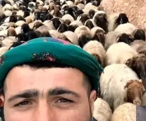 آواز محلی؛ چوپانه جلو میلیون ها گوسفند داره آهنگ میخونه ببعی ها سرخوش شدن چه خوش صداس