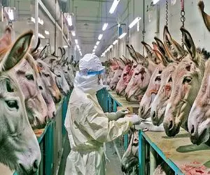 فرآوری الاغ؛ گردن الاغ و بعد 80 سال بهره کشی  از قفا زدن تو طویله دباغی کردن