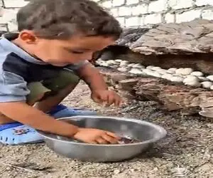 دامداری نوین؛ توی نخل مرده رو خالی کرد پنجره پنجره خونه ساخت برا مرغا راحت تخم  بذارن