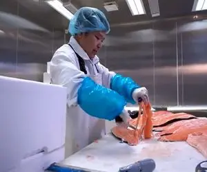 فرآوری سفره ماهی؛ بهش نمیاد گوشت داشته باشه ولی ویدیو رو ببینی کَففف می کنی!